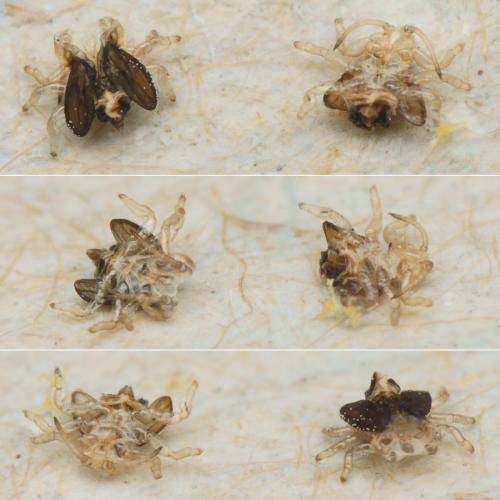 Réf. 197 130 : Glycaspis brimblecombei